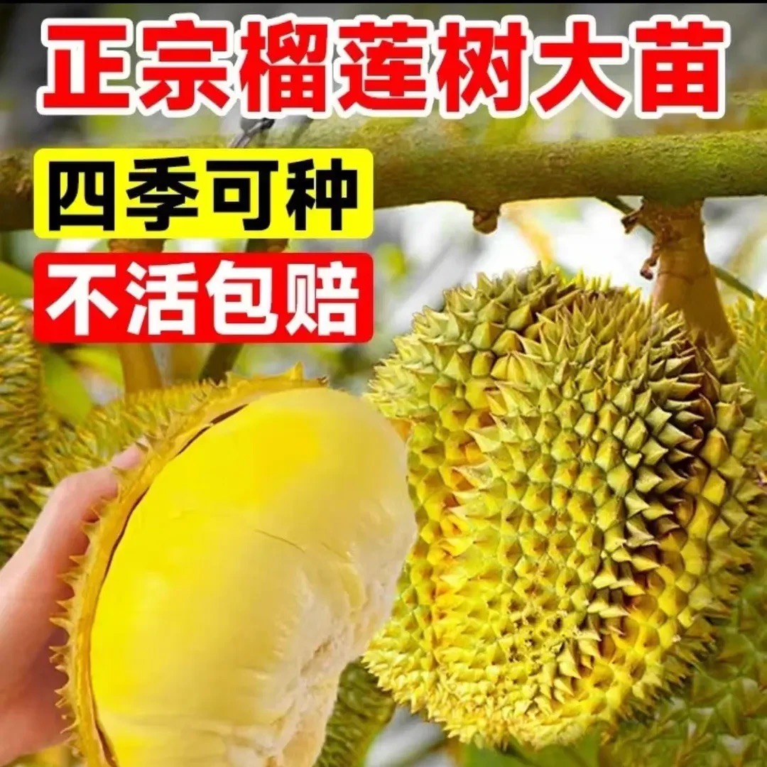耐寒耐热金枕榴莲果树苗南北方均可种植当年结果
