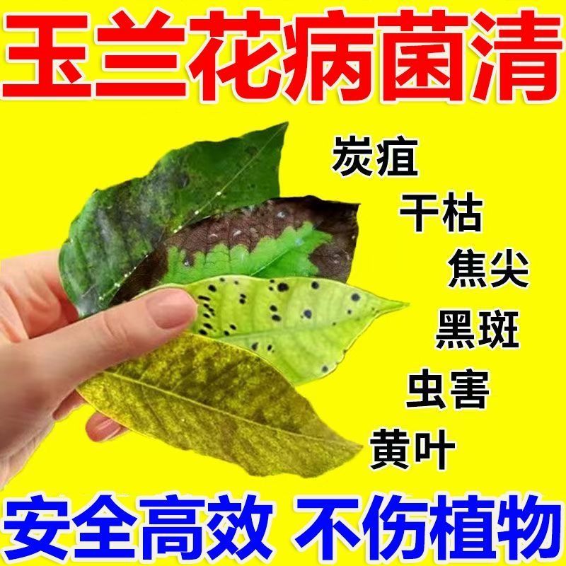 白玉兰病害防治黄叶卷叶落叶白粉黑斑病叶斑病炭疽病专用药白玉兰