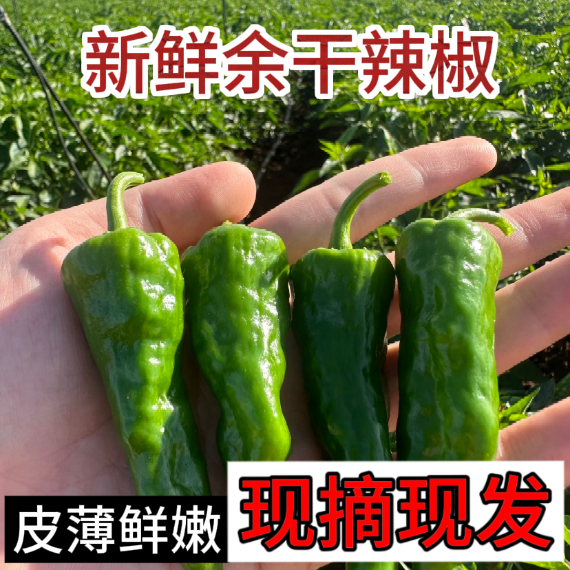 【爆辣余干辣椒】5斤新鲜现摘现发香辣皮薄余干小辣椒非五彩椒辣椒