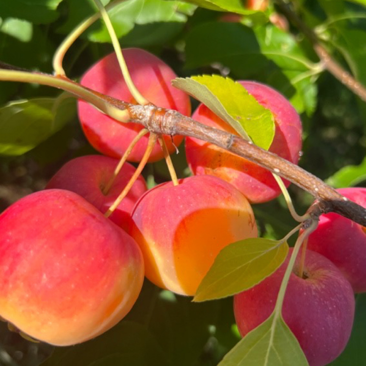 东北沙果嘎嘎脆酸甜可口新鲜水果多汁自家果园自然成熟盒装包邮
