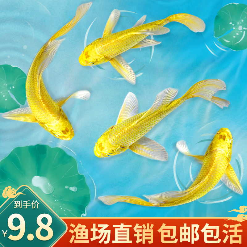 锦鲤鱼金鱼活鱼黄金龙凤冷水淡水鱼好养耐活鱼苗观赏鱼活体风水鱼