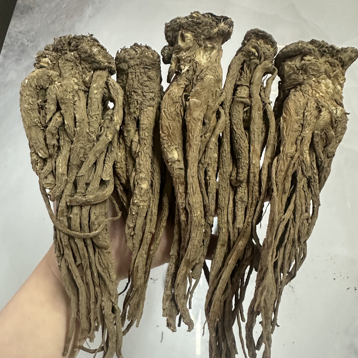 甘肃岷县正宗当归条中条整根可煲汤滋补气血的中药材