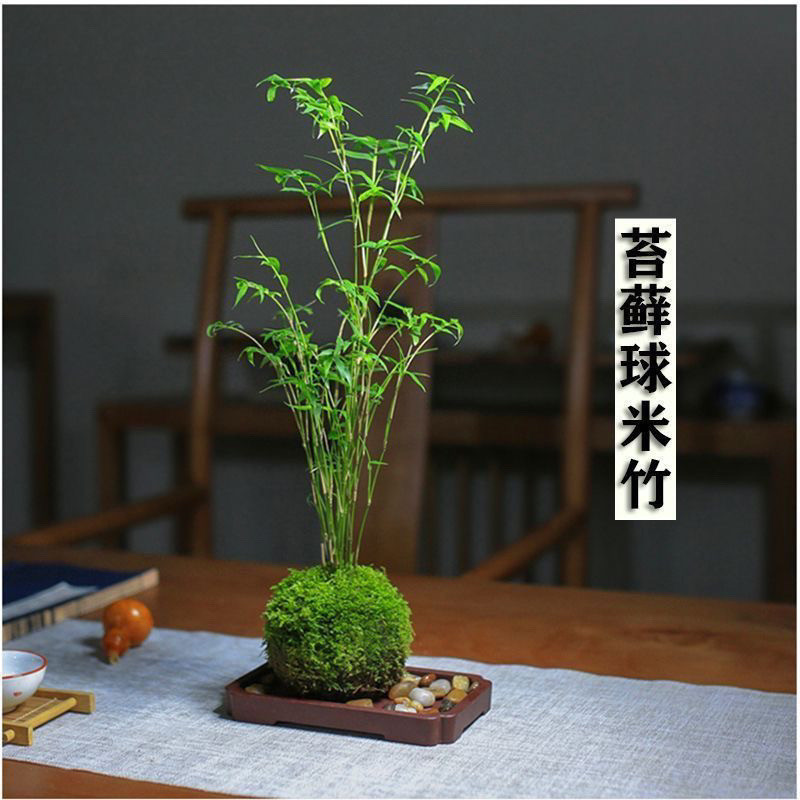 米竹苗盆栽凤尾竹盆景庭院竹子室内植物客厅净化空气四季常青绿植