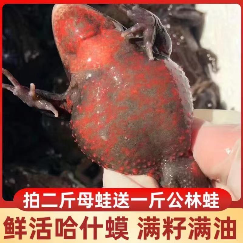 顺丰鲜活哈士蟆石蛤蟆红肚林蛙雪蛤满油籽送酱