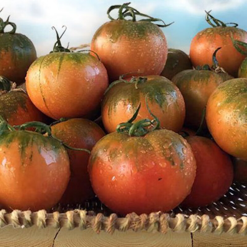 京东包邮碱地西红柿铁皮柿子现摘生吃酸甜应季番茄绿腚大小混果裂