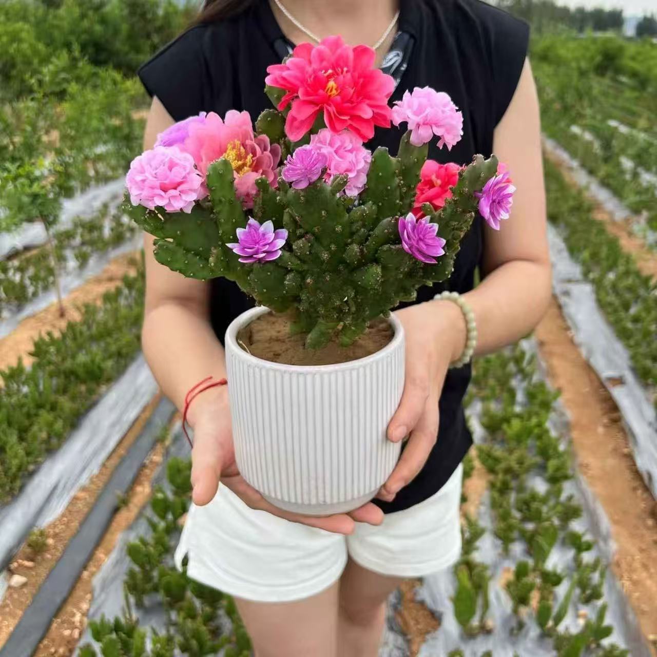 翡翠千手观音仙人掌好养好栽易活开花快南北方盆栽地栽