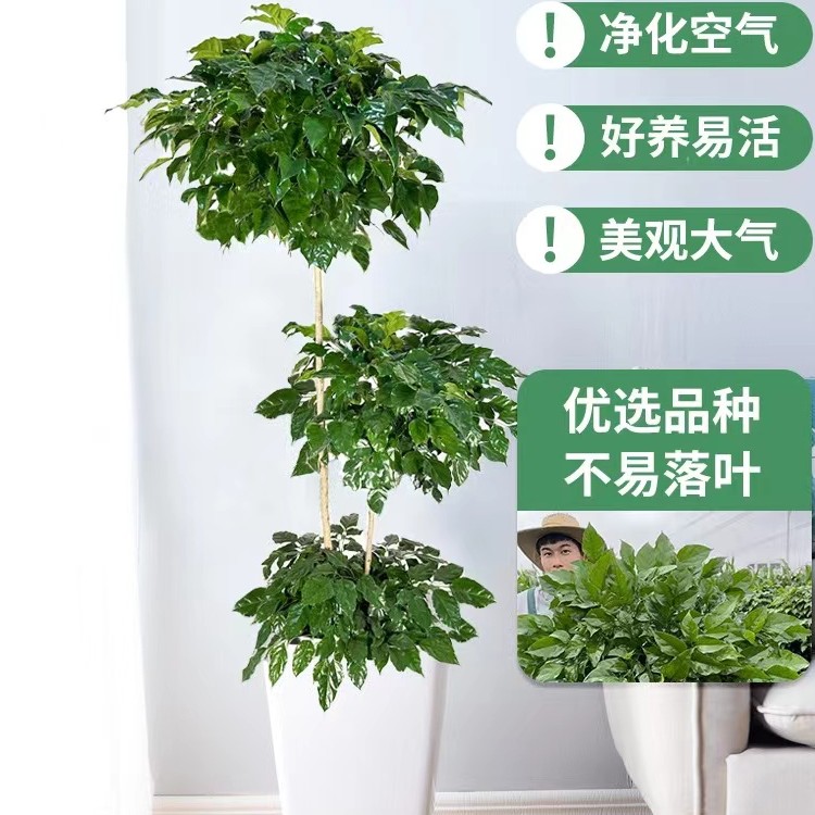 十年老桩精品辫子造型三层幸福树室内绿植大型盆栽客厅净化空气.