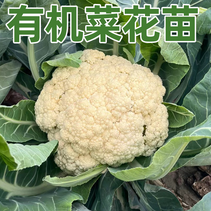 河北青梗松花菜苗有机花菜苗秧秋后花菜菜花夏季秧苗孑四季蔬菜苗