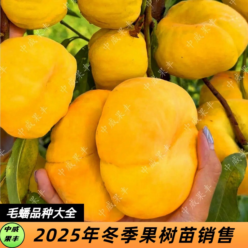 毛蟠桃新品种大全    大果   黄肉白肉  抗寒抗旱 南北方皆可种植