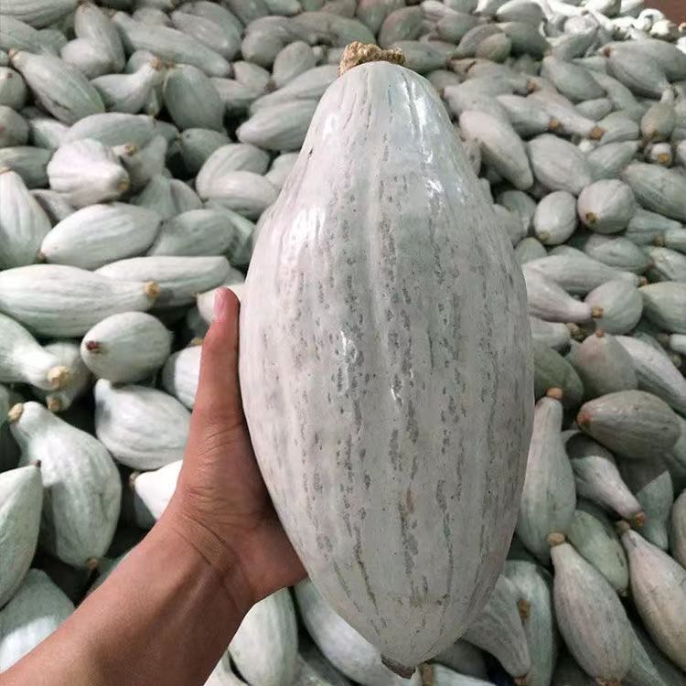 【新疆包邮】丑瓜种子贵妃南瓜种子四季种植盆栽地栽阳台小院种植