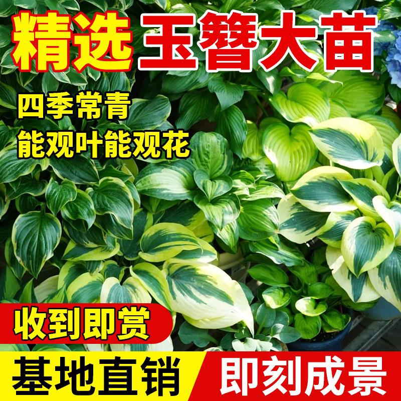 玉簪花苗盆栽地栽耐阴耐寒庭院花园阳台绿植好养易活四季常青植物
