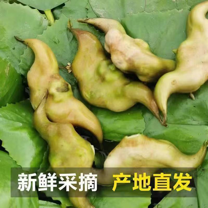 安徽特色水生蔬菜东湖新鲜老菱角粉糯香甜现摘现发