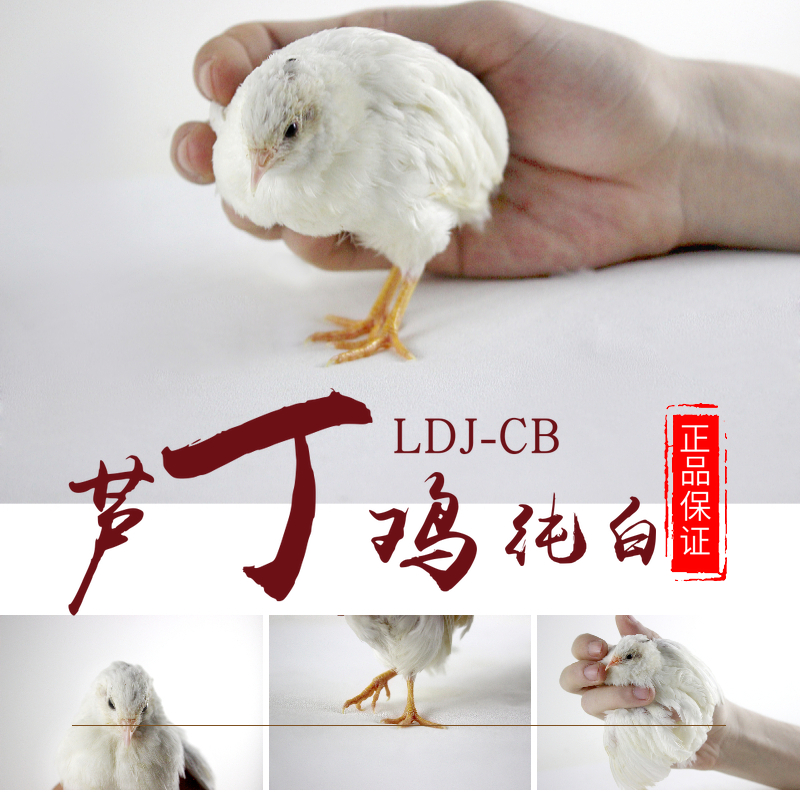 昂三只芦丁鸡活体顺丰上门宠物鸡全色产蛋鸡宠物鸡40-60天青年鸡