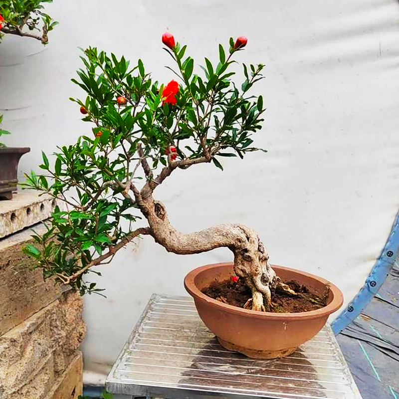 花景石榴花盆栽门口带果发货年宵可食用植物乐道l90