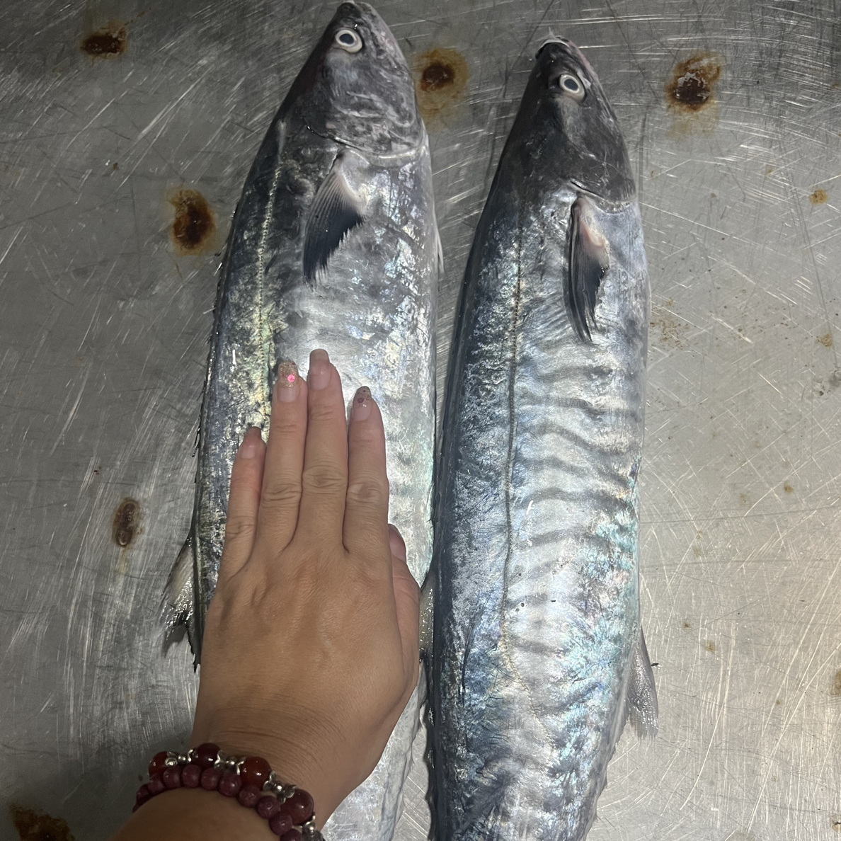 新鲜天然的马胶鱼