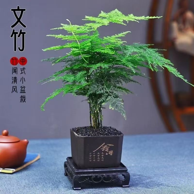 补贴价【舍得文竹盆栽】室内植物迷你办公室绿植观叶植物四季常青