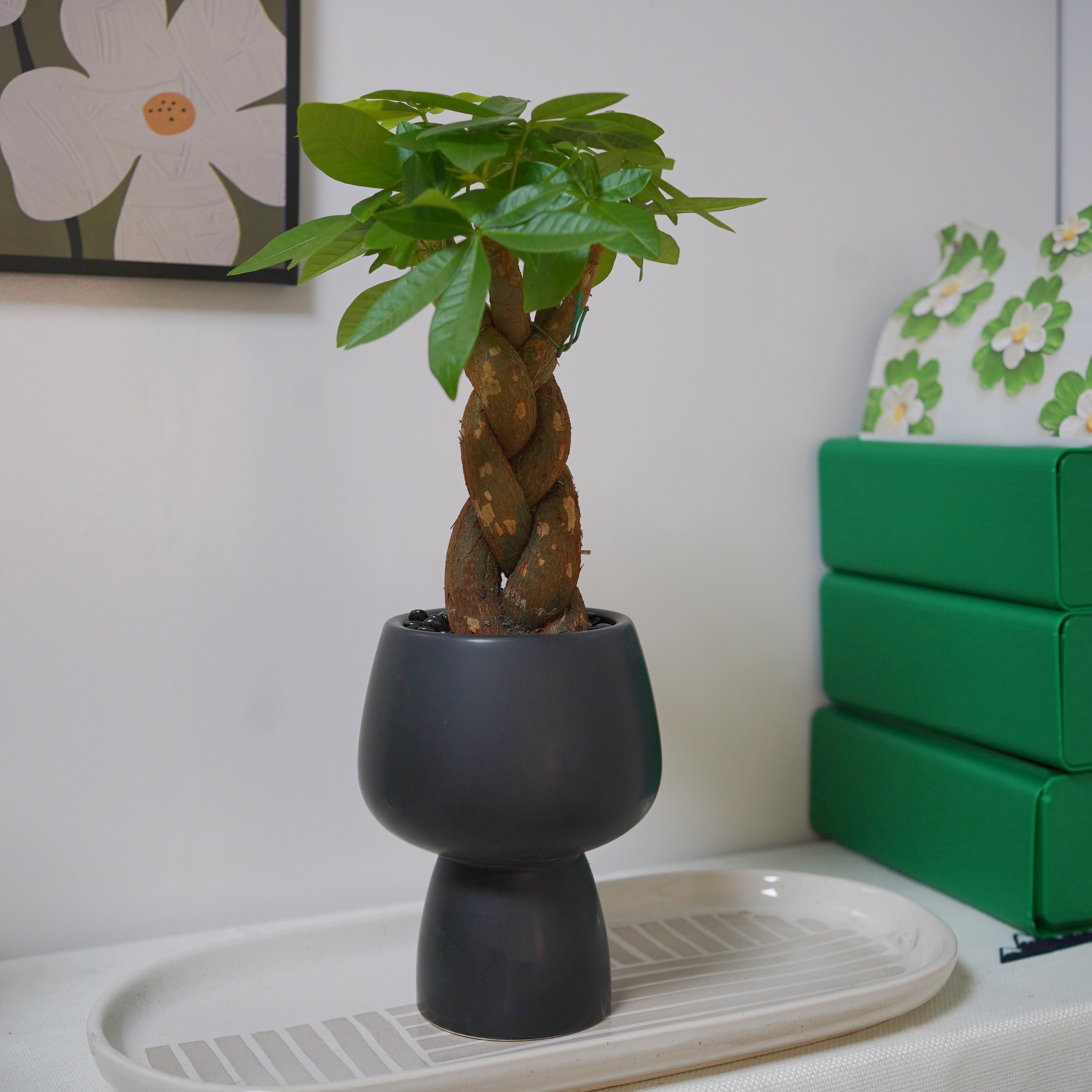 粗辫子发财树造型奇趣妖怪桩带瓷盆发货精致寓意好室内绿植盆栽