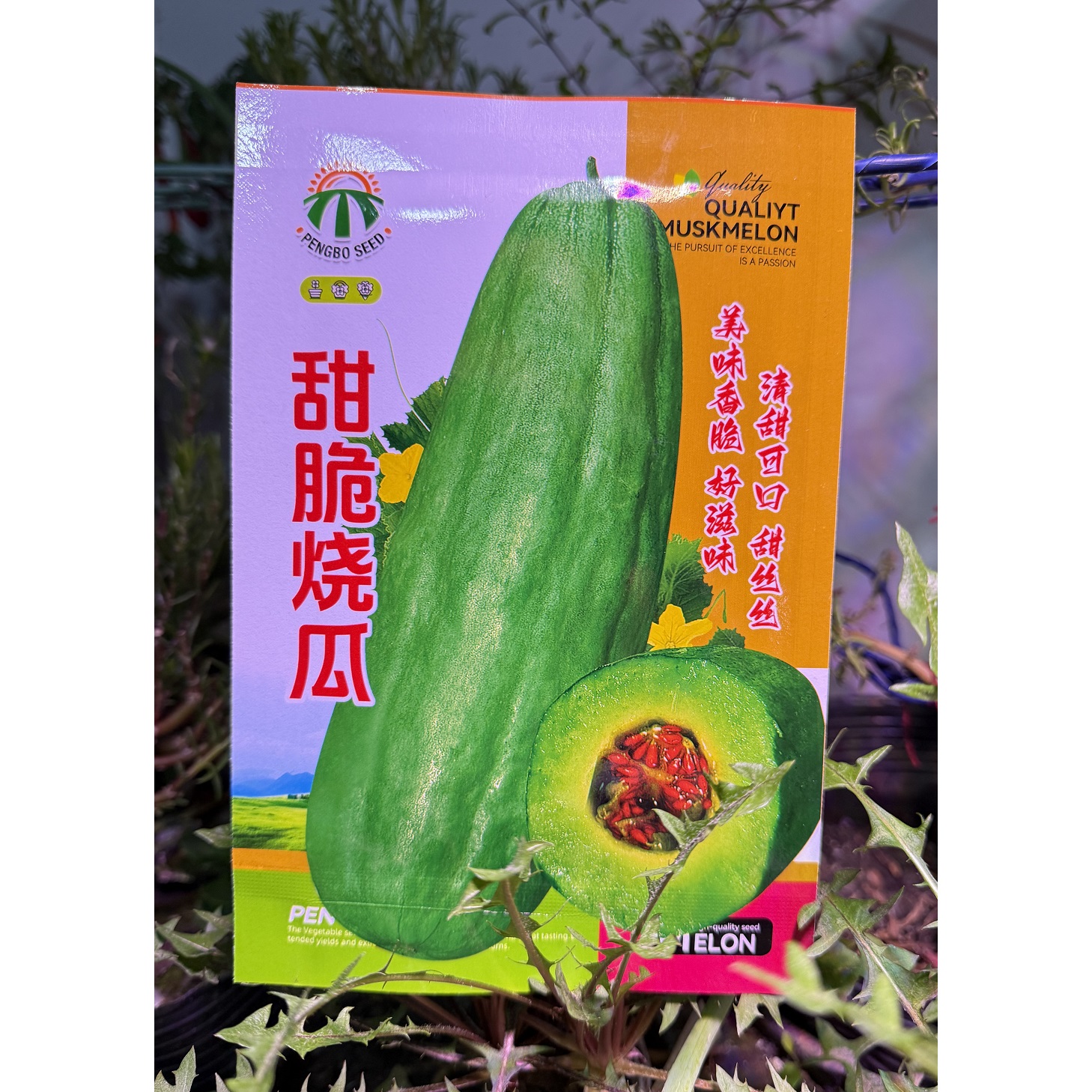 甜脆烧瓜种子 香脆清甜 果实长棒形 皮深绿色 食之酥脆爽味甘甜美