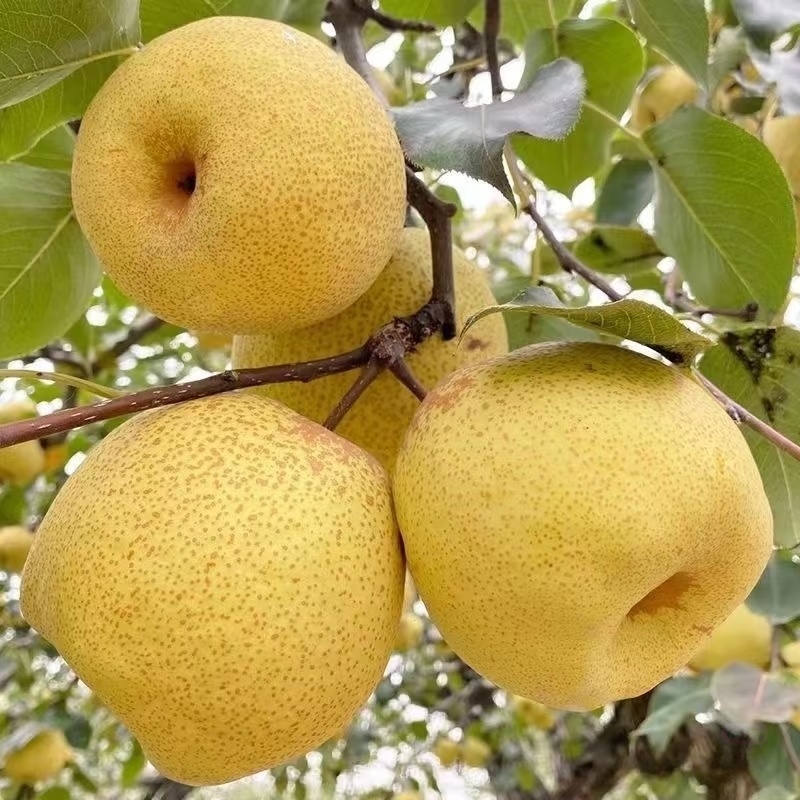 【正宗】砀山酥梨现摘新鲜水果梨子水果整箱批发
