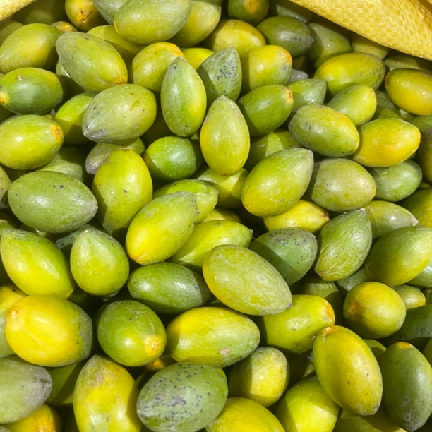 潮汕本地老树黄肉01橄榄新鲜采摘生吃煲汤泡酒甘香回甘无渣