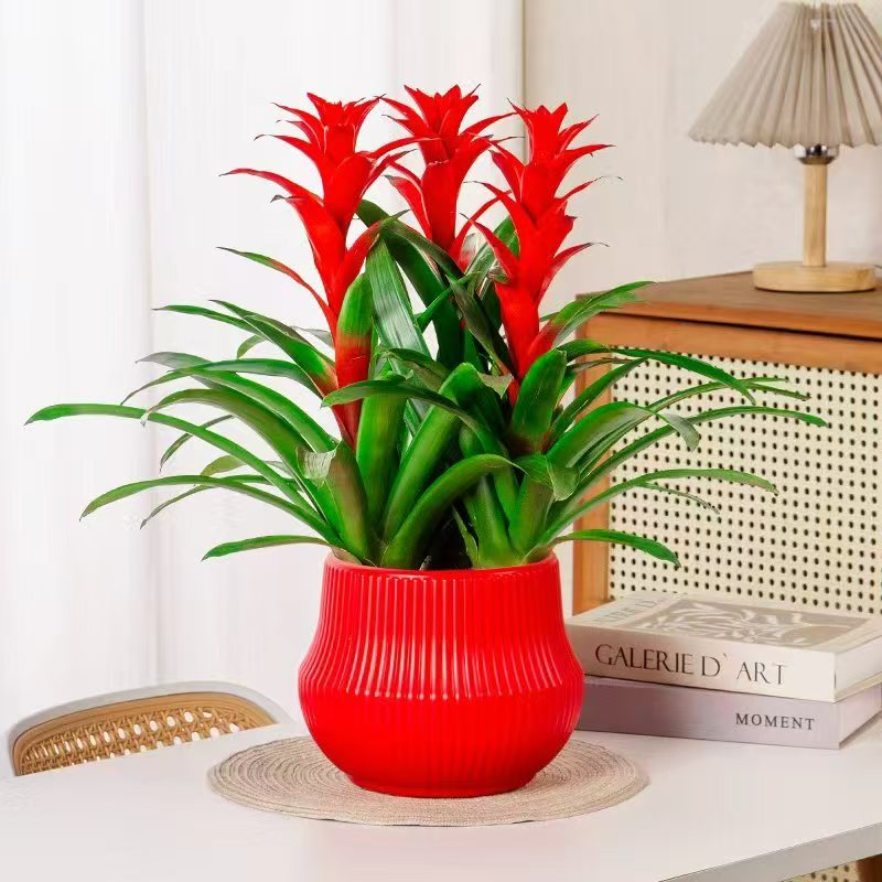 鸿运当头丹尼斯室内客厅办公室摆放绿植盆栽四季常青好养易活