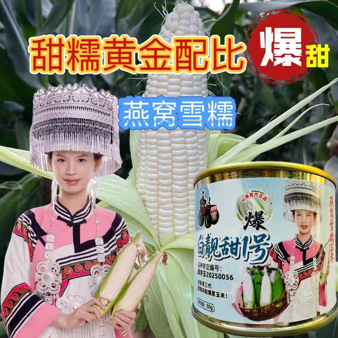 白靓甜1号燕窝雪糯玉米种子全新第三代超甜糯玉米好种植易管理
