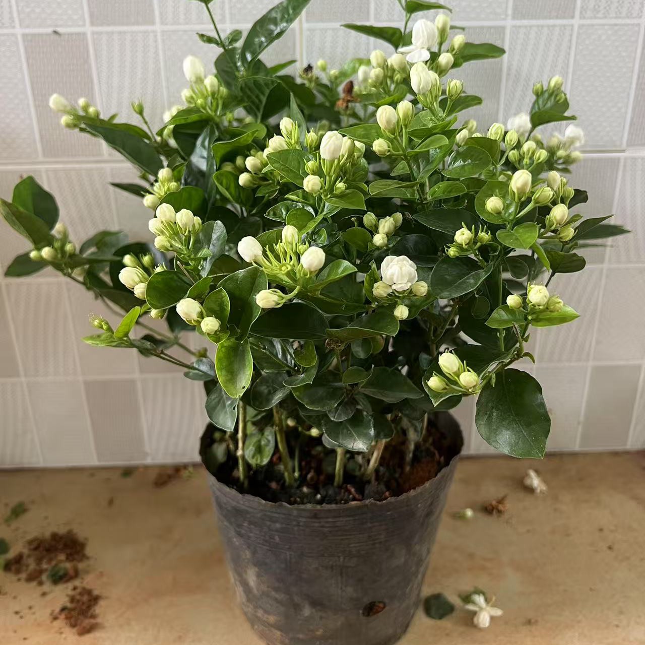重瓣茉莉花带花苞盆栽室内浓香型四季开花好养活美观