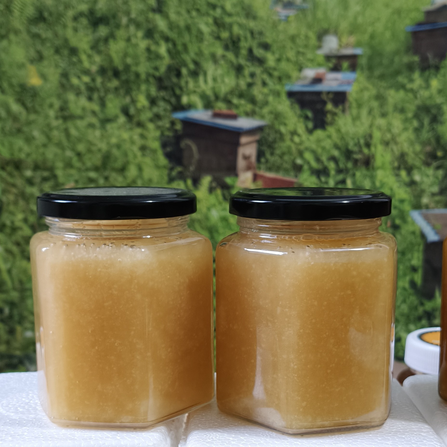 【环保玻璃瓶装】山东沂山25年新五倍子蜜原生态纯天然假一赔万