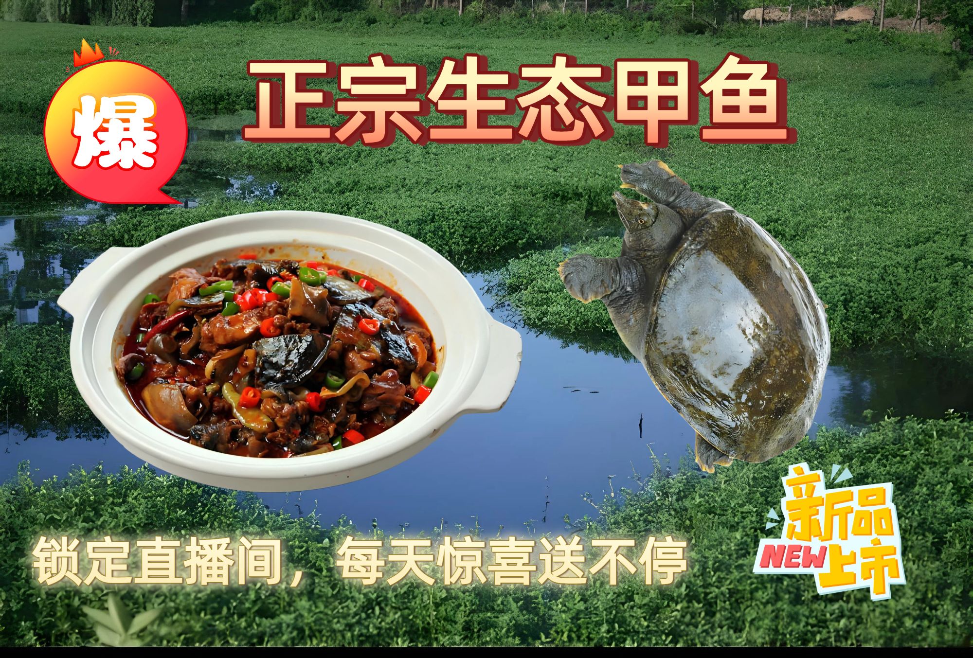 湖北滋补营养生态甲鱼正宗王八甲鱼大甲鱼水鱼