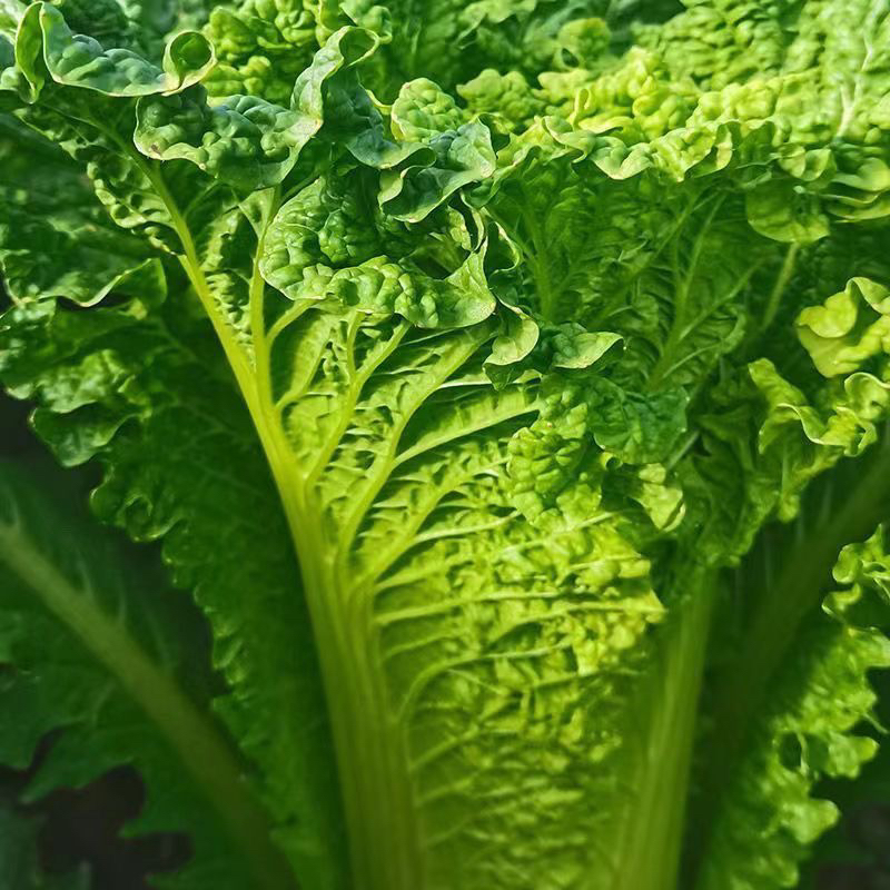 贵州高山青麻叶白菜露天生长青口白白菜新鲜甜脆蔬菜