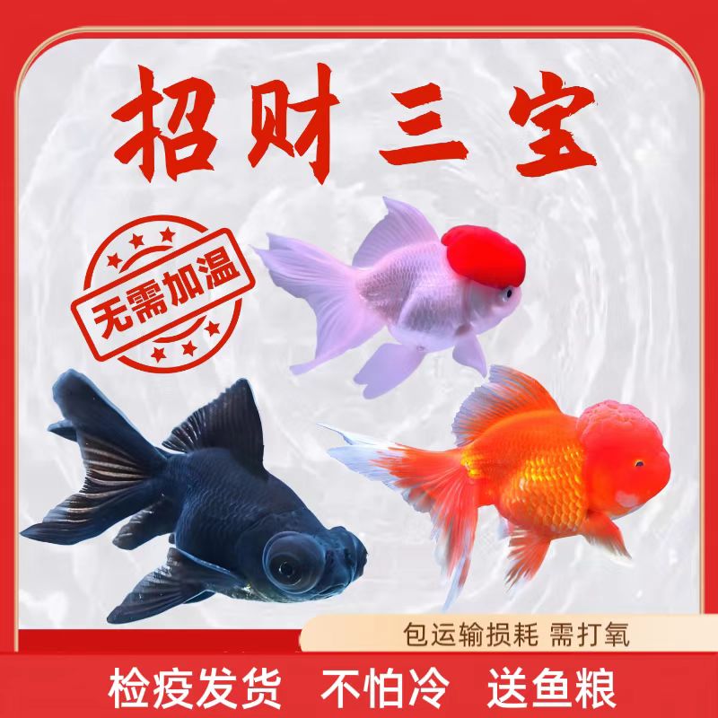 鸿运当头鹤顶红狮子头冷水观赏鱼好养耐活小型淡水鱼锦鲤鱼不加温