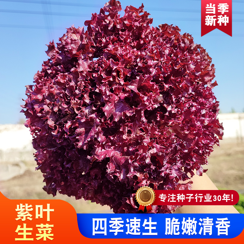 【ZS】厂家正品紫叶生菜种籽紫色沙拉菜意大利生菜春夏阳台庭院
