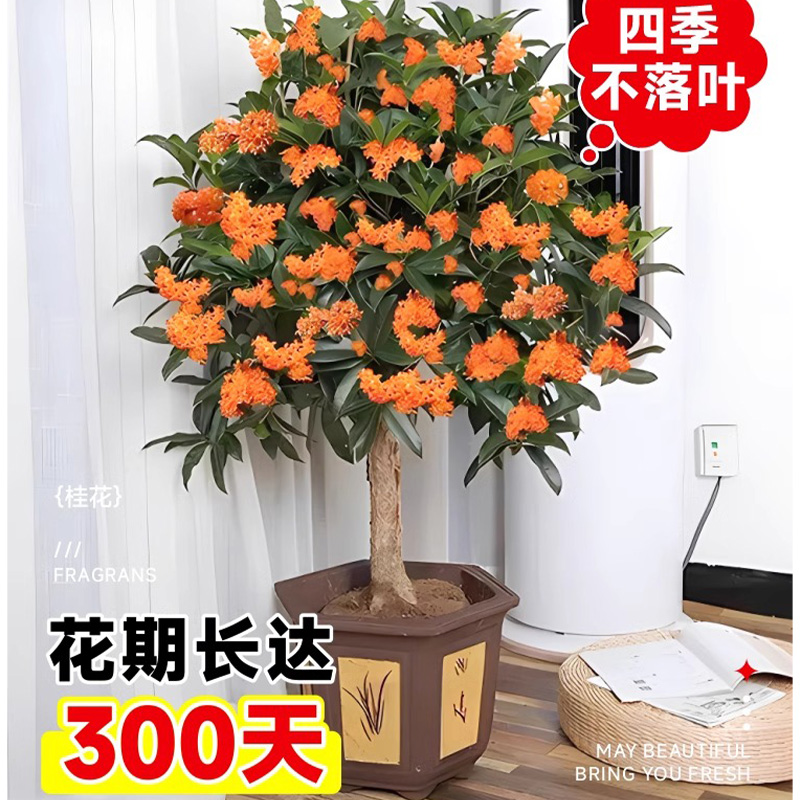 桂花树苗四季桂盆栽可食用开花不断室内阳台庭院浓香型花卉植物