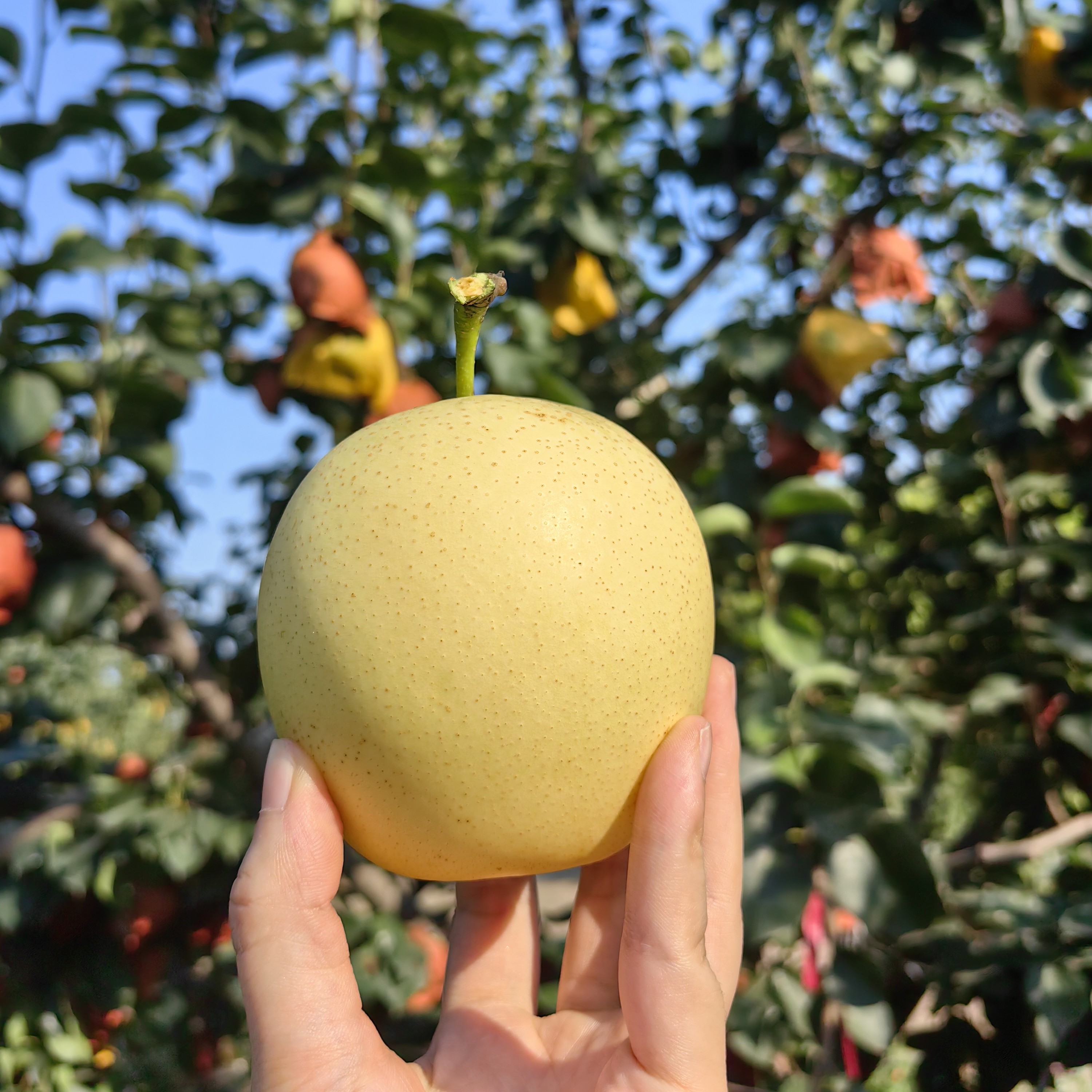 酵素皇冠梨，无农药无化肥无除草剂，喷菠萝皮和蜂巢酵素，皮薄肉厚