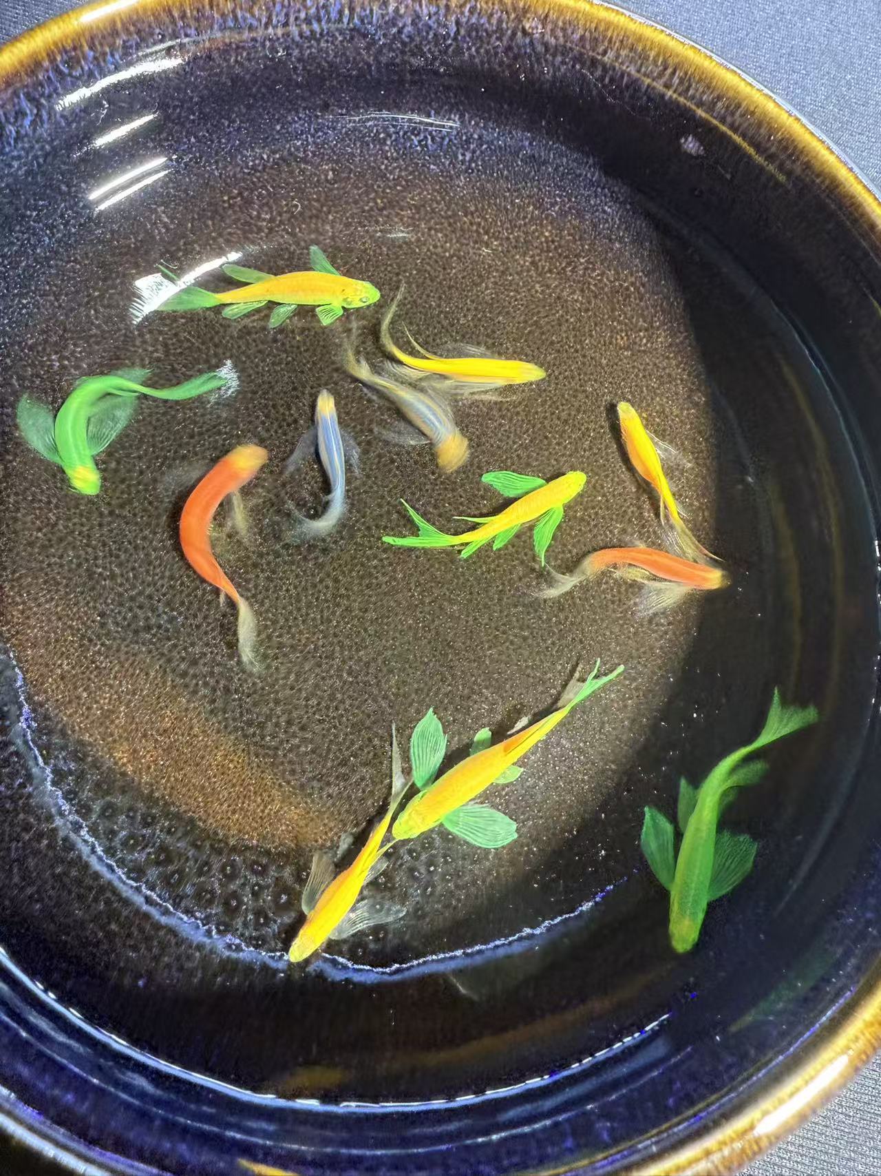 蝶翼七彩长鳍长尾斑马观赏鱼好养耐活适合新手