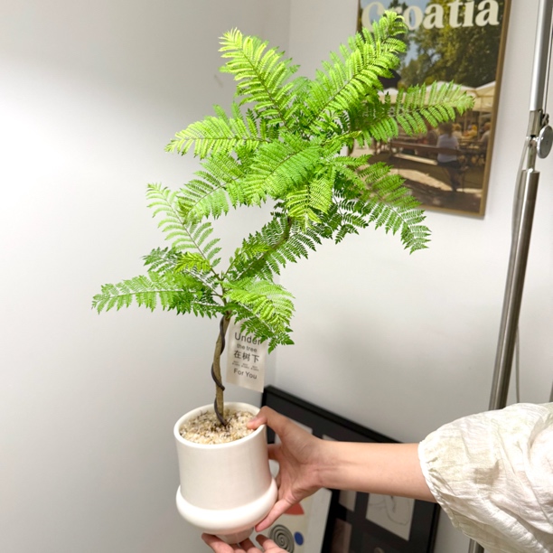 老桩双层造型蓝花楹盆栽盆景室内客厅办公室桌面观叶养眼花卉绿植