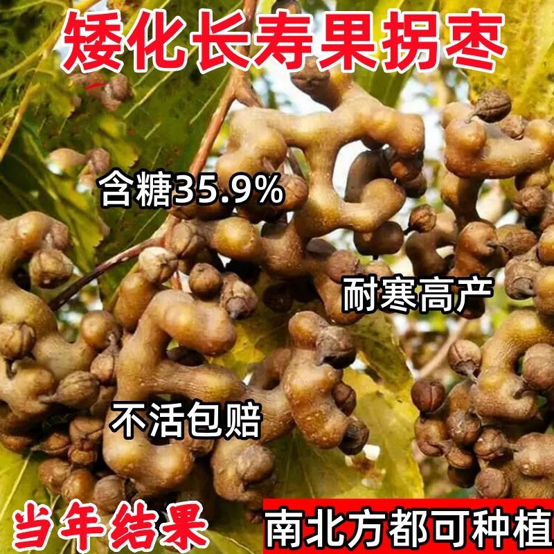 果树苗拐枣树苗万寿果鸡爪连 金钩梨当年结果苗 拐枣苗盆栽地栽