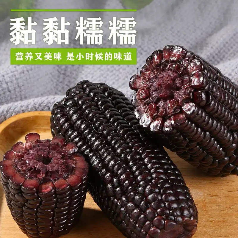 【2025年头茬黑糯】试吃2根单根210g以上整箱10根 软糯香甜饱腹粗粮