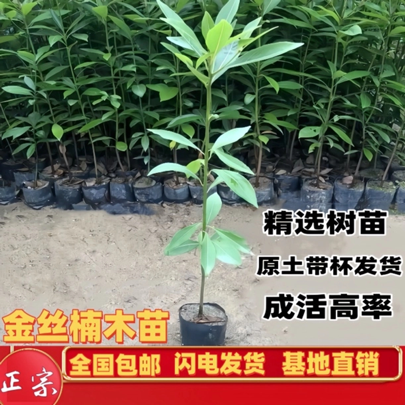 原土带杯金丝楠木树苗正宗小叶桢楠大树名贵北方树苗庭院四季常青