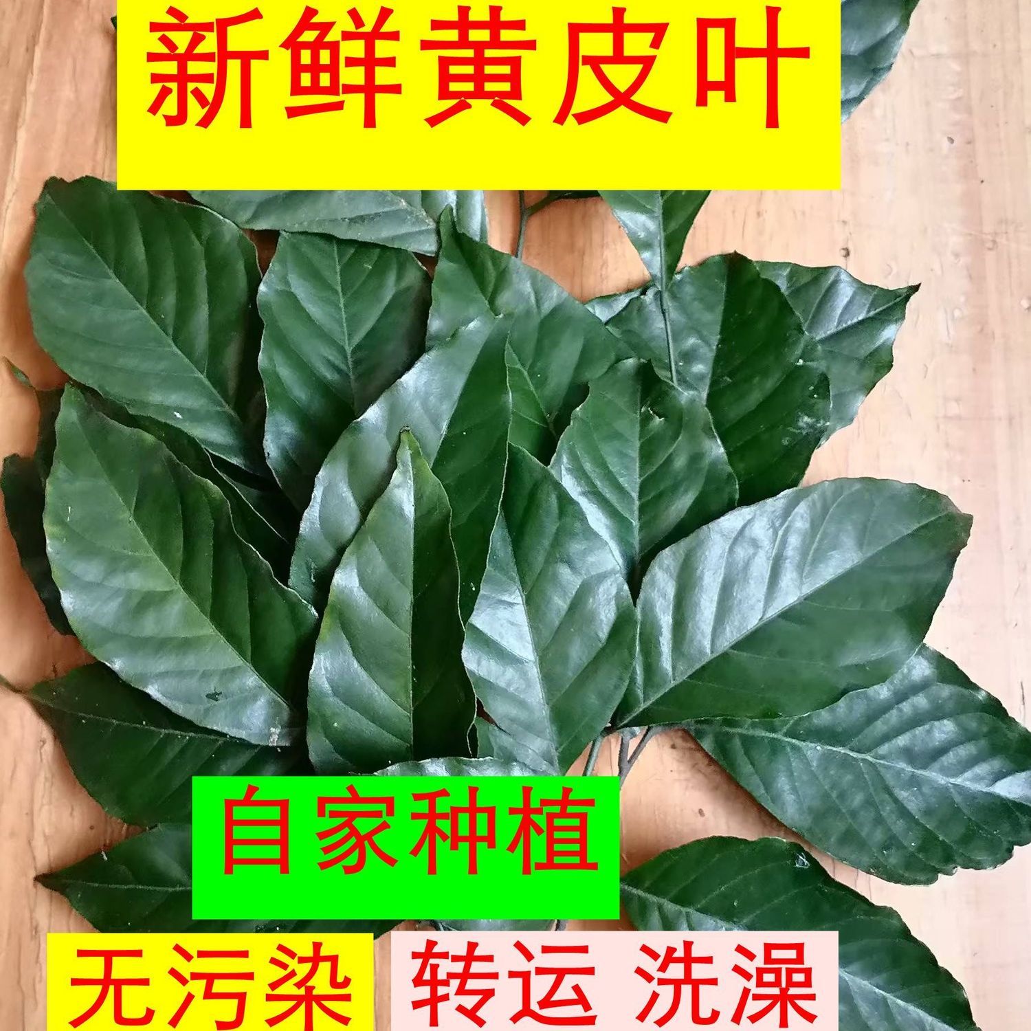 新鲜黄皮果碌柚叶柚子叶树叶2025黄皮叶子当天现摘一份包邮绿植