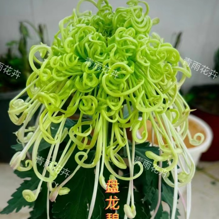 2025独本【盘龙碧玉2颗】大花富贵菊 九月大菊盆栽开花好看土球发货
