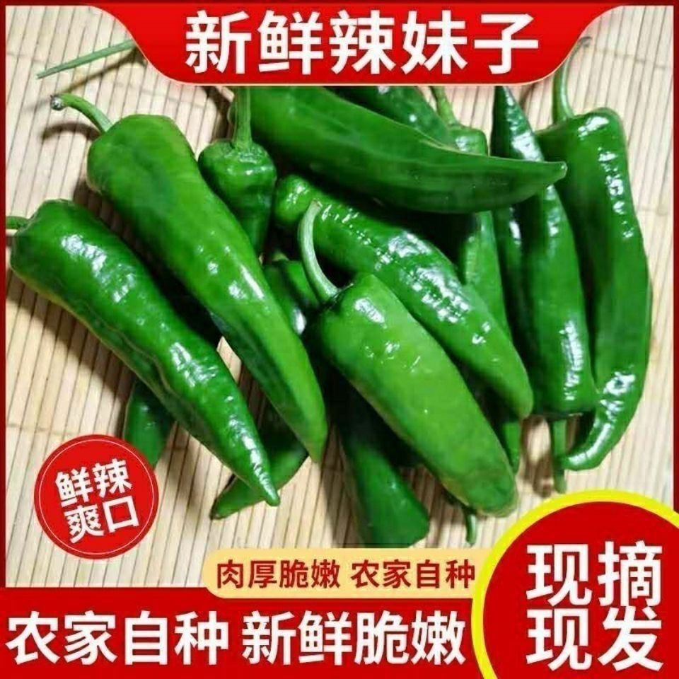 【京东包邮】产地现摘现发正宗辣妹子辣椒新鲜重辣辣椒薄皮小青椒