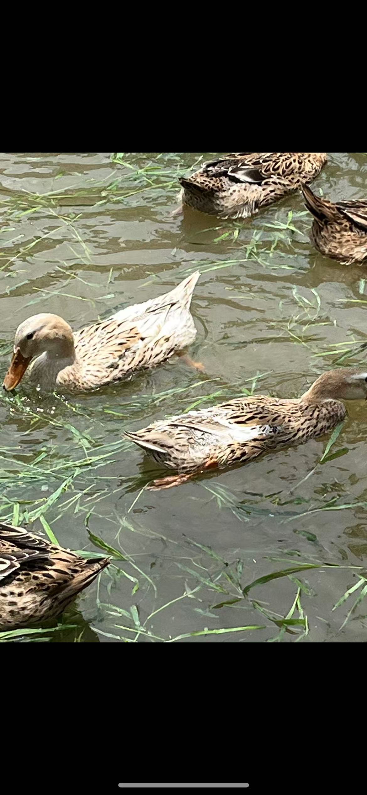 平凡哥 空中水鸭