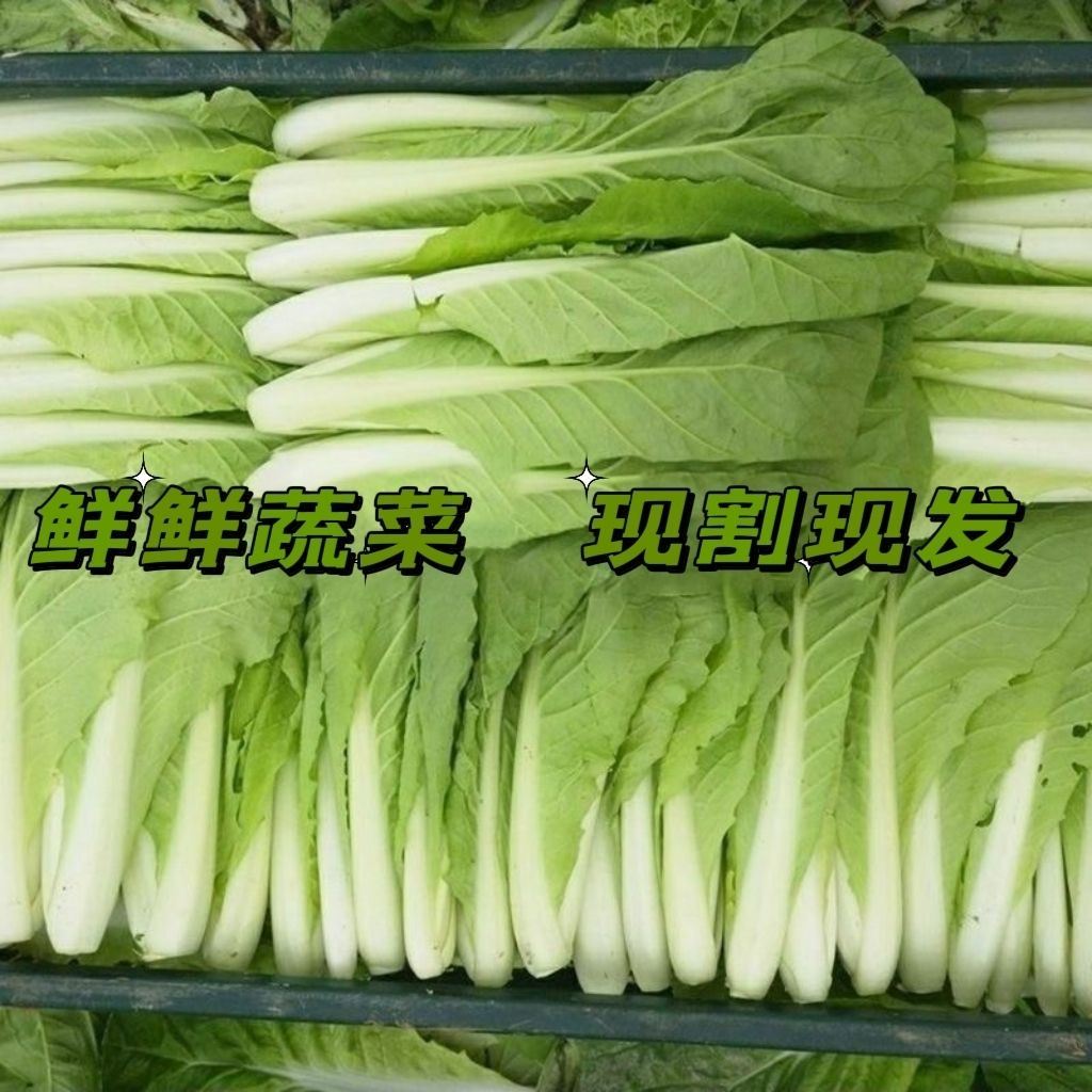 精品【顺丰包邮】新鲜奶白菜清甜新鲜娃娃菜农家青菜鸡毛大叶毛白菜