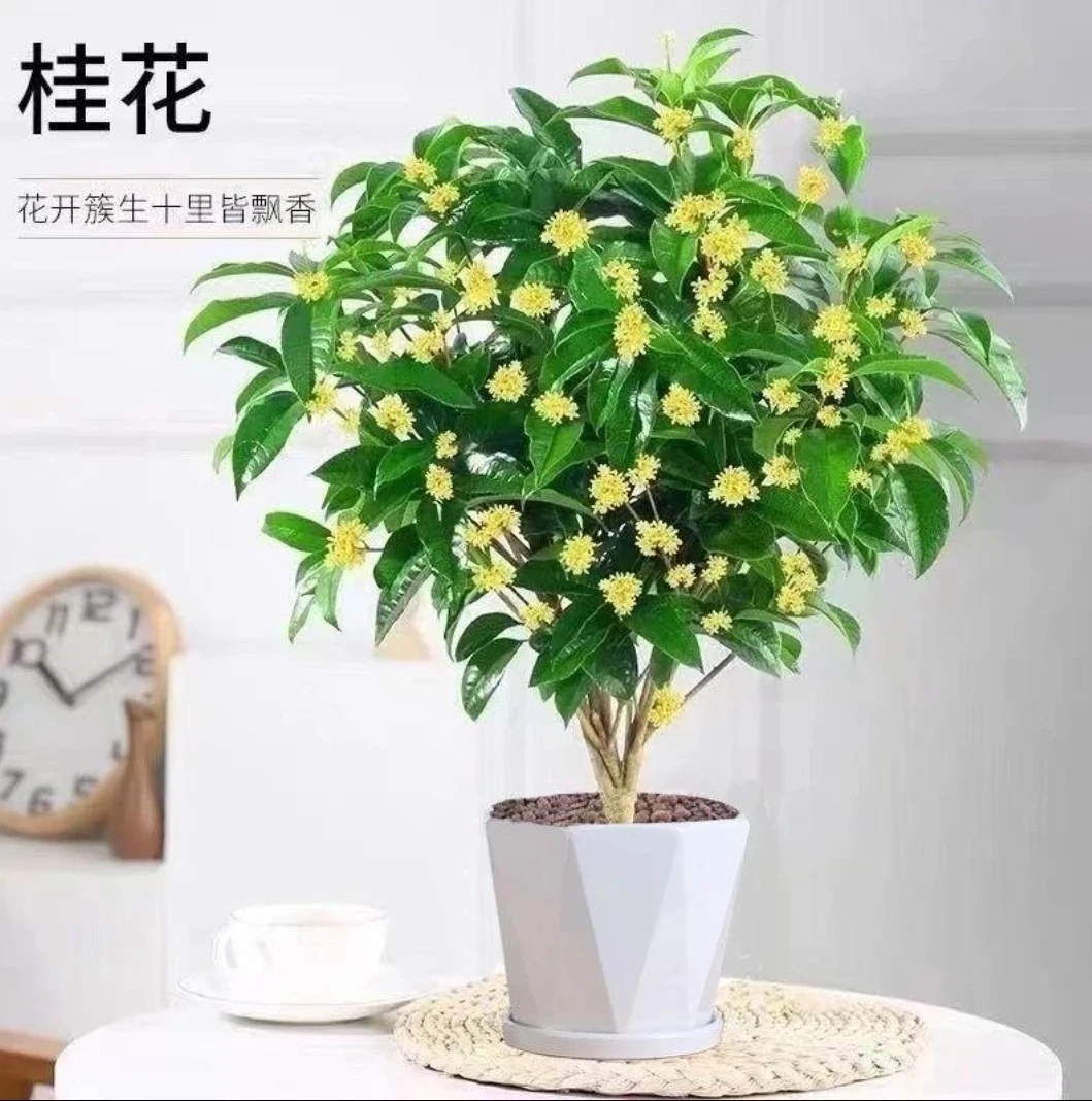 四季桂花浓香型盆栽好养可室内外种植开花带香味花卉绿植