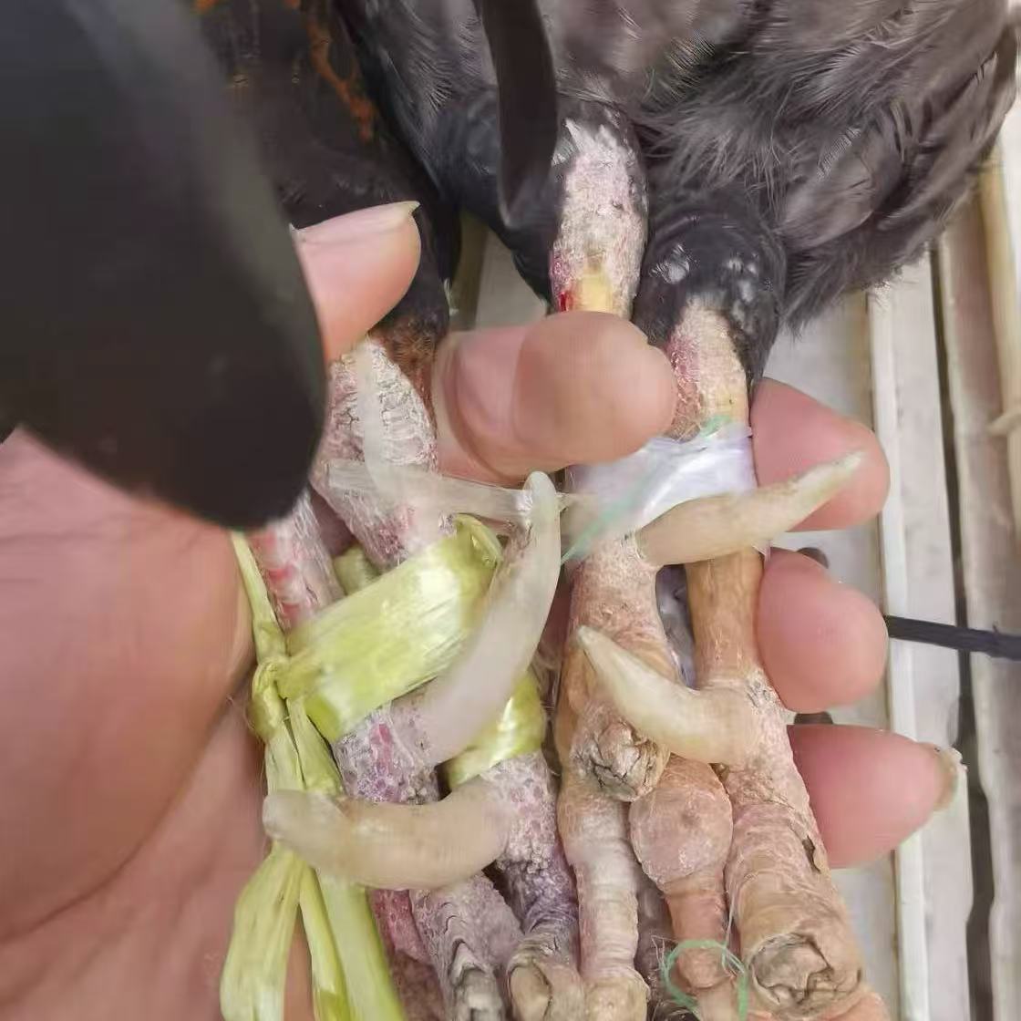 农家老公鸡带蹬爪整只净膛不砍不剁