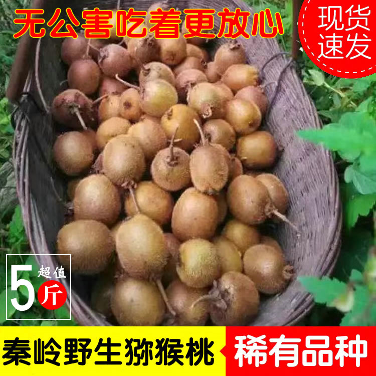 2025现摘发秦岭纯野外生猕猴桃甜新鲜当季陕西小猕猴桃5斤孕妇吃