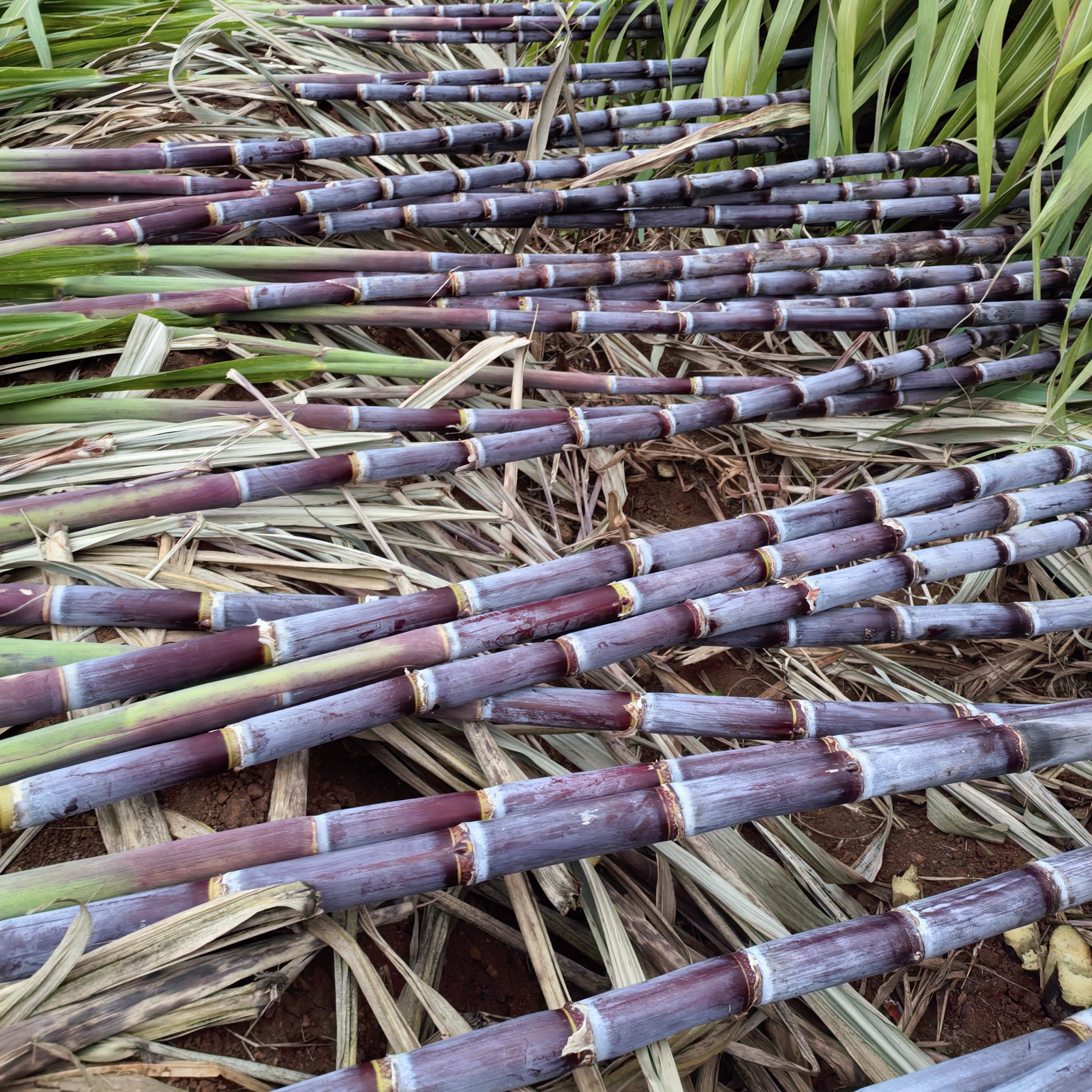 【主播助农】贵州北盘江黑红皮甘蔗新鲜甜多汁当季孕妇水果脆皮清甜