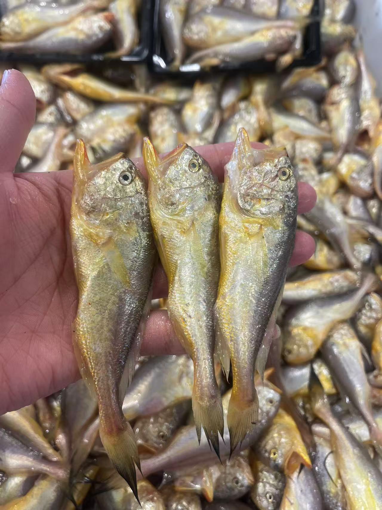 【3斤梅童鱼】东海野生海捕 肉质鲜美 顺丰冷链包邮