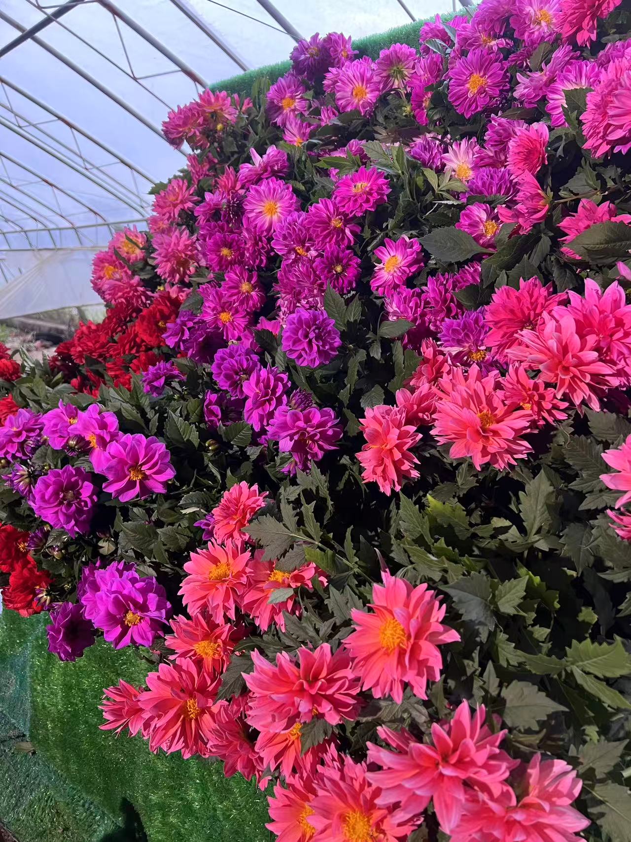 【小丽花】小丽花盆栽150盆四季开花室内花卉易养护